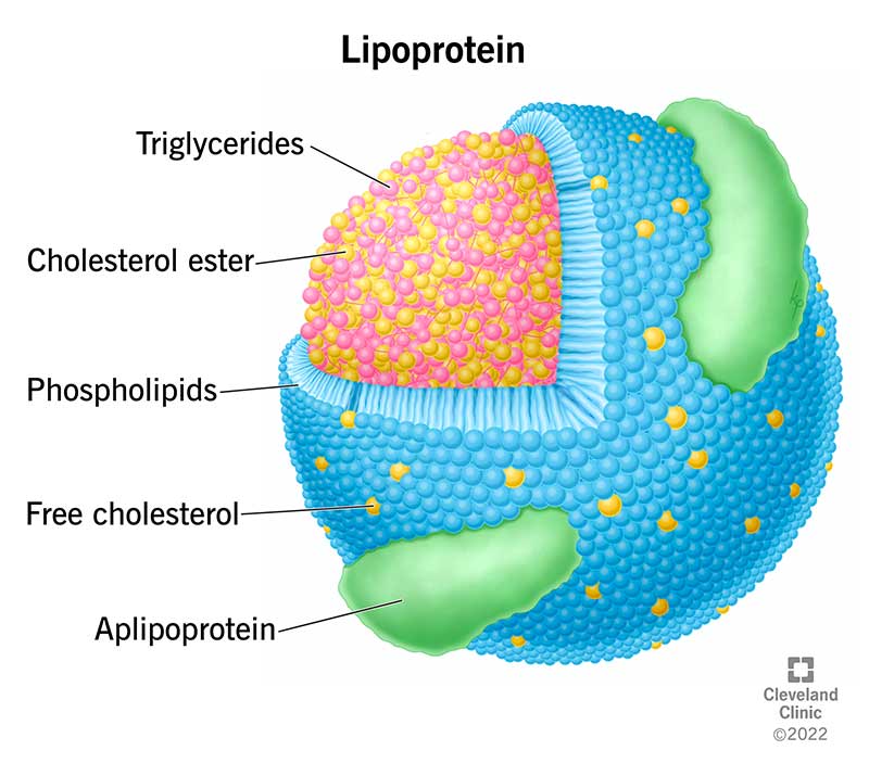 Lipoprotein